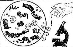 Виновато Солнце - _35.jpg