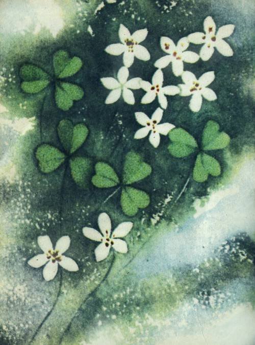 Сказки о цветах - i_008.jpg