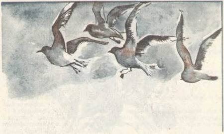 Юнгаши - i_026.jpg