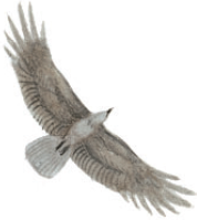 Волшебные сказки Ингушетии - i_080.png