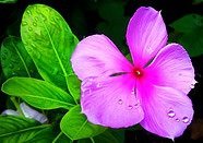 Старушки с зонтиками  - i_046.jpg