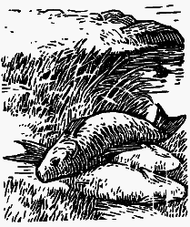 Том 1. В краю непуганых птиц. За волшебным колобком - i_007.png