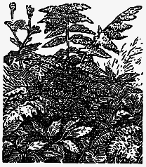 Том 2. Кащеева цепь. Мирская чаша - i_031.png