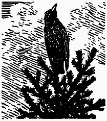 Том 3. Журавлиная родина. Календарь природы - i_009.png