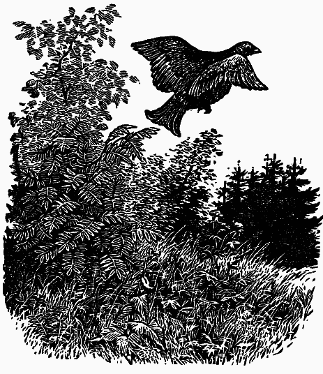 Том 3. Журавлиная родина. Календарь природы - i_015.png