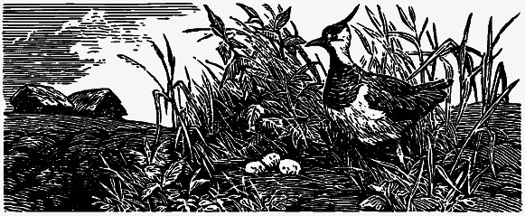 Том 3. Журавлиная родина. Календарь природы - i_017.png