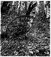 Том 3. Журавлиная родина. Календарь природы - i_021.png