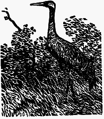 Том 3. Журавлиная родина. Календарь природы - i_025.png