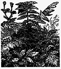 Том 3. Журавлиная родина. Календарь природы - i_029.png