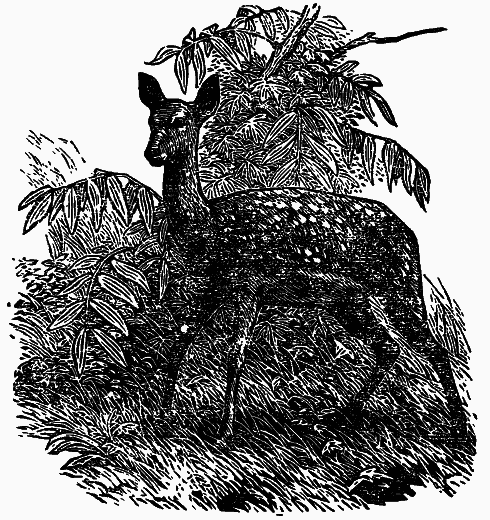 Том 4. Жень-шень. Серая Сова. Неодетая весна - i_001.png