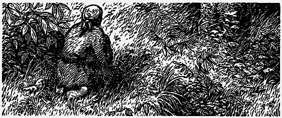 Том 4. Жень-шень. Серая Сова. Неодетая весна - i_002.png