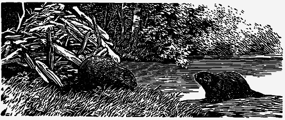 Том 4. Жень-шень. Серая Сова. Неодетая весна - i_005.png