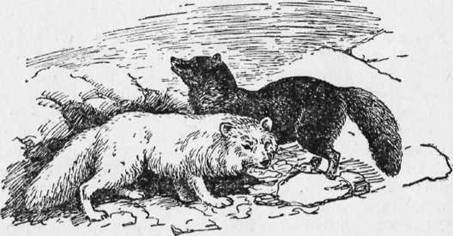 Охота на хищных зверей - i_007.jpg