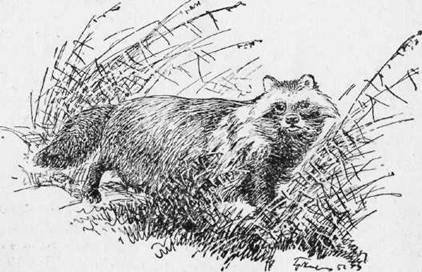 Охота на хищных зверей - i_008.jpg