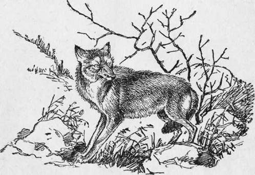 Охота на хищных зверей - i_009.jpg