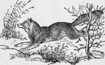 Охота на хищных зверей - i_010.jpg