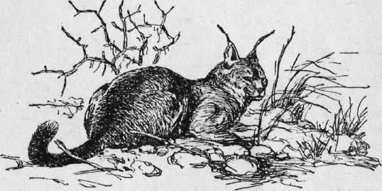 Охота на хищных зверей - i_013.jpg