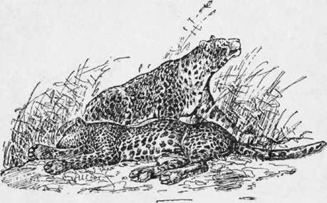 Охота на хищных зверей - i_014.jpg