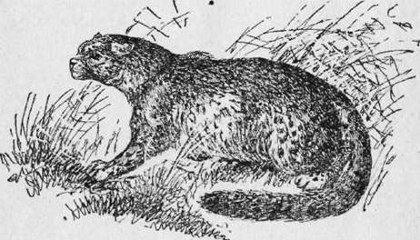 Охота на хищных зверей - i_015.jpg