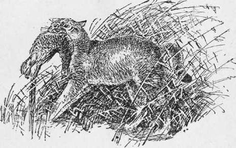 Охота на хищных зверей - i_017.jpg