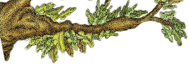 Волшебные сказки Испании - i_008.png