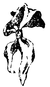 Снежный человек (илл. И. Архипова) - pic_74.png