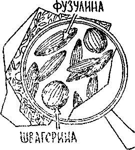 Путешествие по берегам морей, которых никто никогда не видел - i_038.jpg