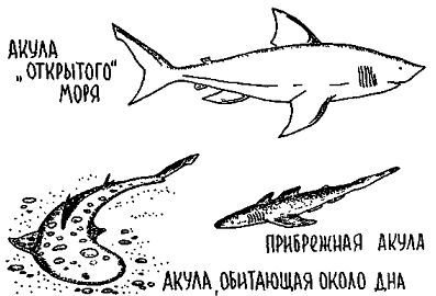 Путешествие по берегам морей, которых никто никогда не видел - i_112.jpg