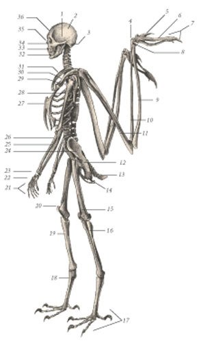 Химера - _104.jpg