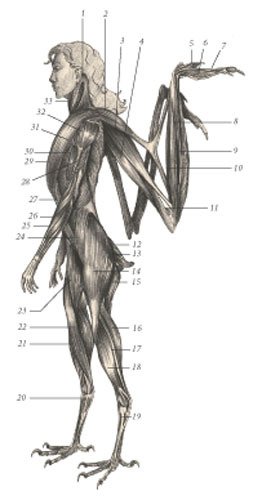 Химера - _105.jpg