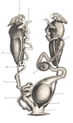Химера - _119.jpg
