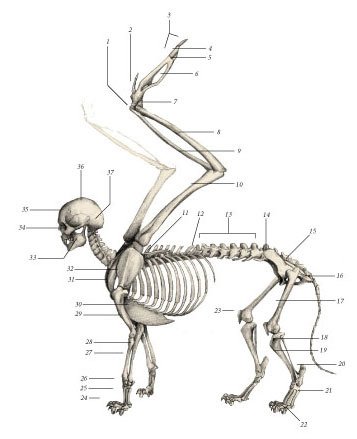 Химера - _12.jpg