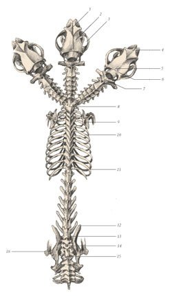 Химера - _72.jpg