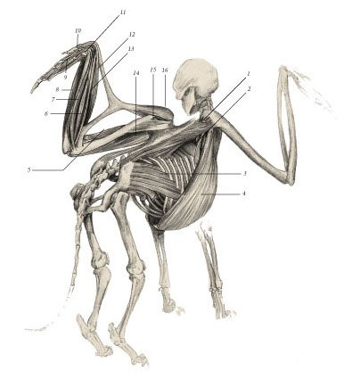 Химера - _15.jpg