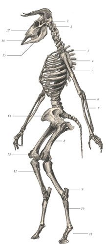 Химера - _41.jpg