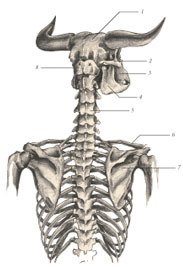 Химера - _45.jpg