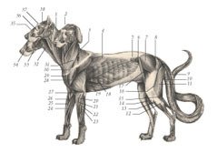 Химера - _69.jpg