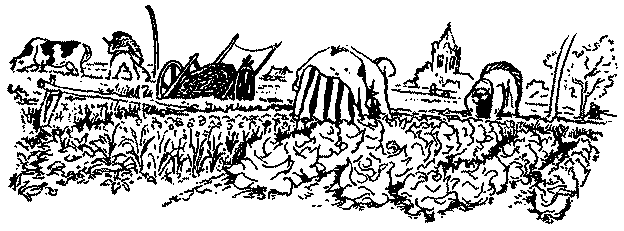 Кеес Адмирал Тюльпанов - kees071.png