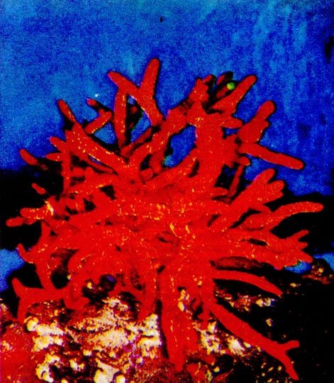 Подводный мир - img_7.jpg