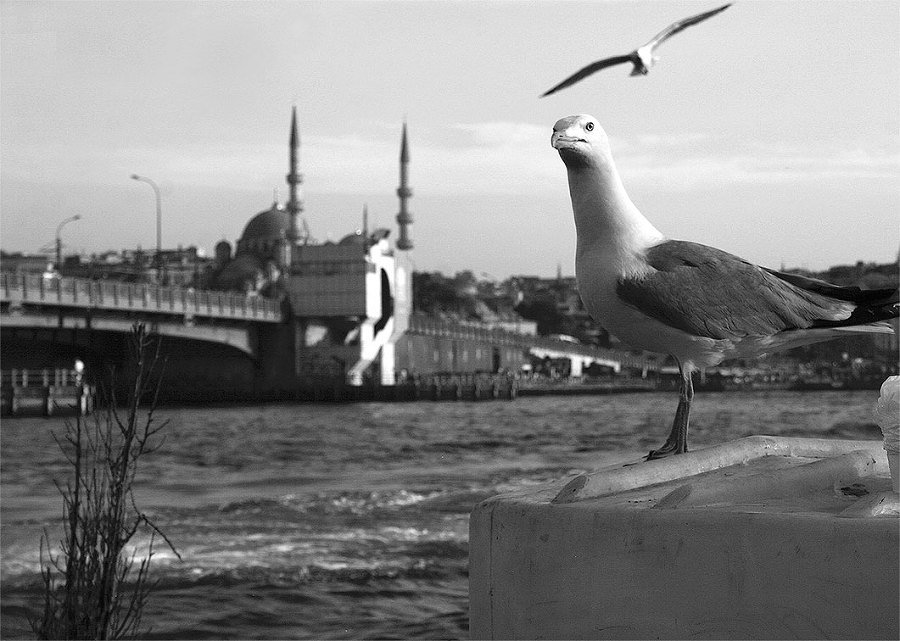 Убийца из города абрикосов. Незнакомая Турция – о чем молчат путеводители - i_010.jpg