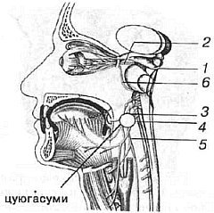Aнатомия жизни и смерти. Жизненно важные точки на теле человека - _101.jpg