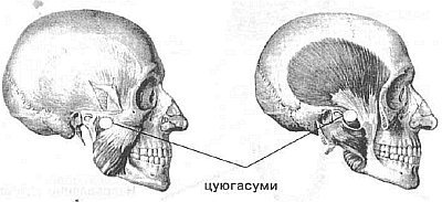 Aнатомия жизни и смерти. Жизненно важные точки на теле человека - _102.jpg