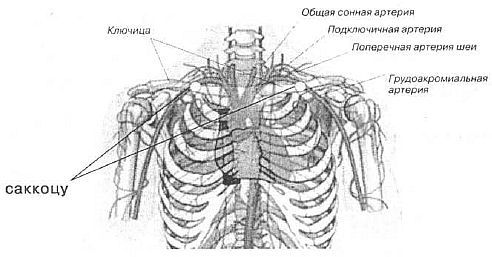 Aнатомия жизни и смерти. Жизненно важные точки на теле человека - _119.jpg
