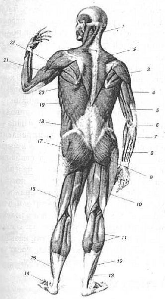 Aнатомия жизни и смерти. Жизненно важные точки на теле человека - _12.jpg