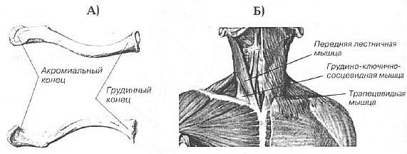 Aнатомия жизни и смерти. Жизненно важные точки на теле человека - _120.jpg