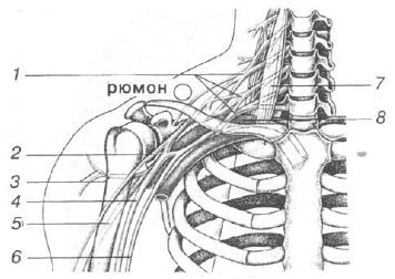 Aнатомия жизни и смерти. Жизненно важные точки на теле человека - _121.jpg