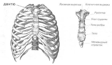Aнатомия жизни и смерти. Жизненно важные точки на теле человека - _123.jpg