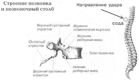 Aнатомия жизни и смерти. Жизненно важные точки на теле человека - _125.jpg