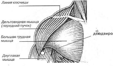 Aнатомия жизни и смерти. Жизненно важные точки на теле человека - _131.jpg