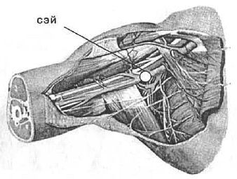 Aнатомия жизни и смерти. Жизненно важные точки на теле человека - _135.jpg